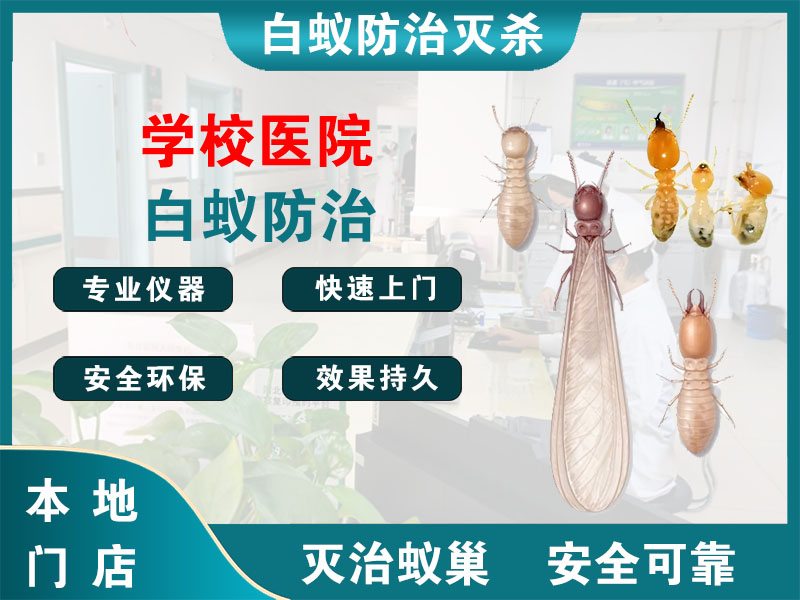 高邮市学校医院白蚁防治